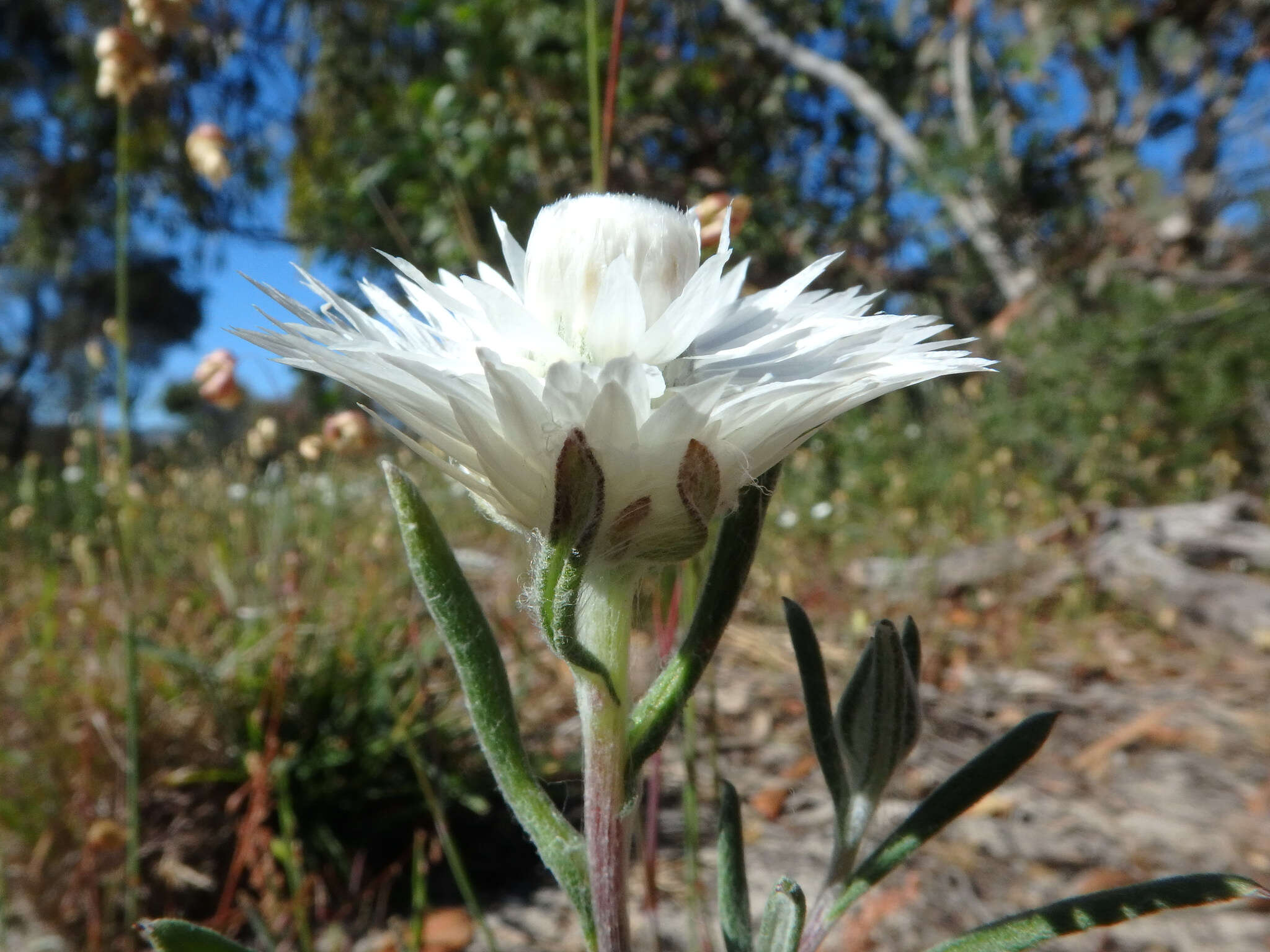 Слика од Helichrysum leucopsideum DC.