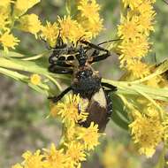 Plancia ëd Apiomerus lanipes (Fabricius 1803)