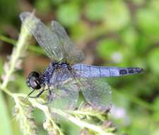 Image of Lyriothemis pachygastra (Selys 1878)