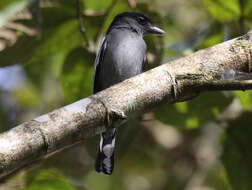 Pachyramphus polychopterus (Vieillot 1818) resmi