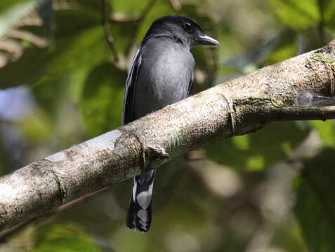 Image of White-winged Becard