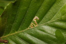 Image of Stigmella tityrella (Stainton 1854) Hering 1957