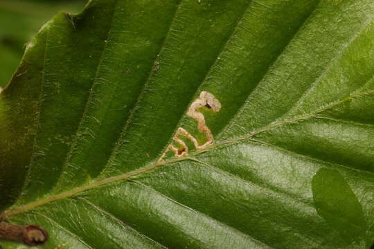 Sivun Stigmella tityrella (Stainton 1854) Hering 1957 kuva