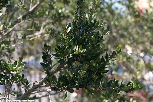 Ilex vomitoria Soland. ex Ait. resmi