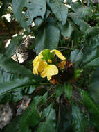 Image of Crossandra multidentata K. Vollesen