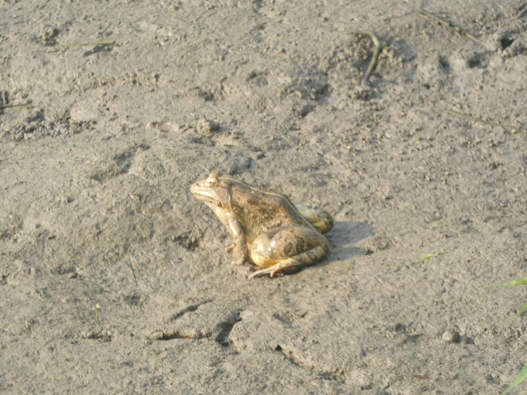 Image of Bull Frog