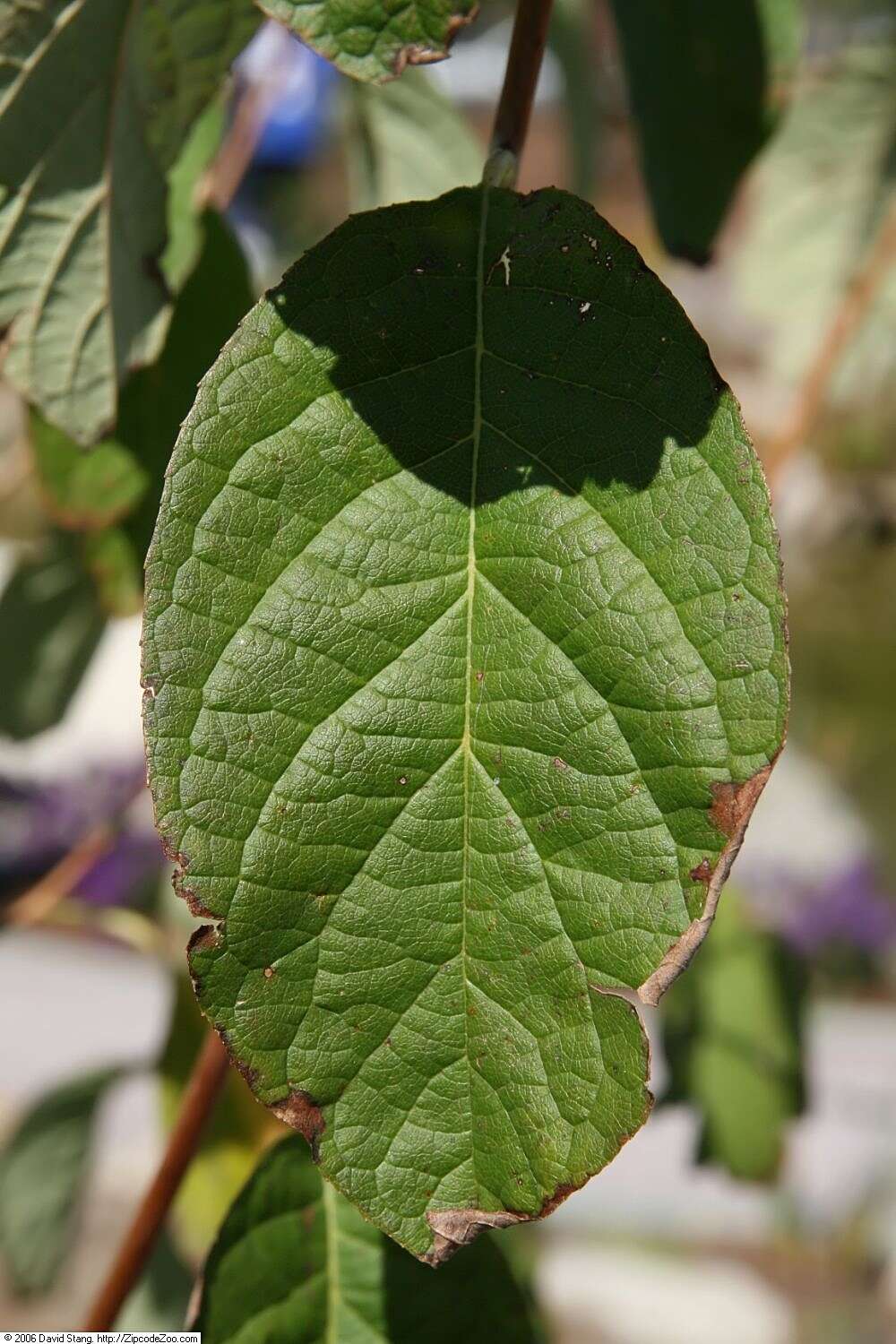 Imagem de Halesia carolina L.