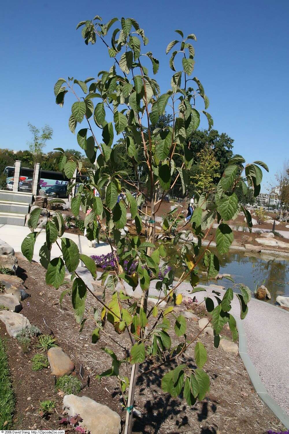 Image de Halesia carolina L.