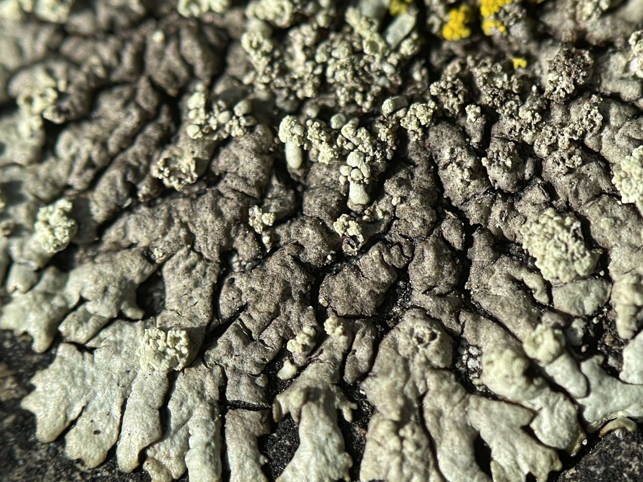 Image of Mougeot's xanthoparmelia lichen