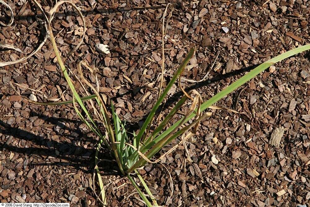 Image de blue flag iris versicolore