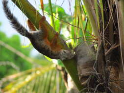 Image of Variegated Squirrel