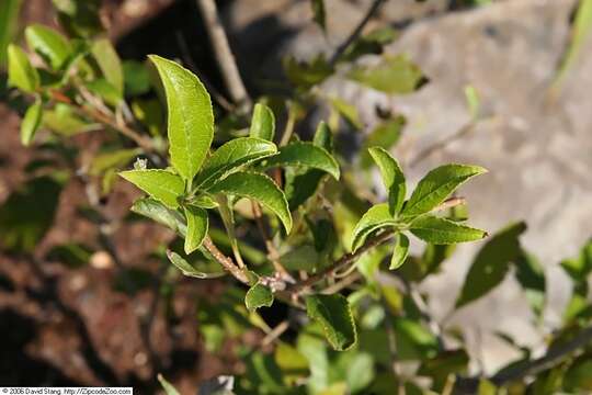 Image of Michigan holly