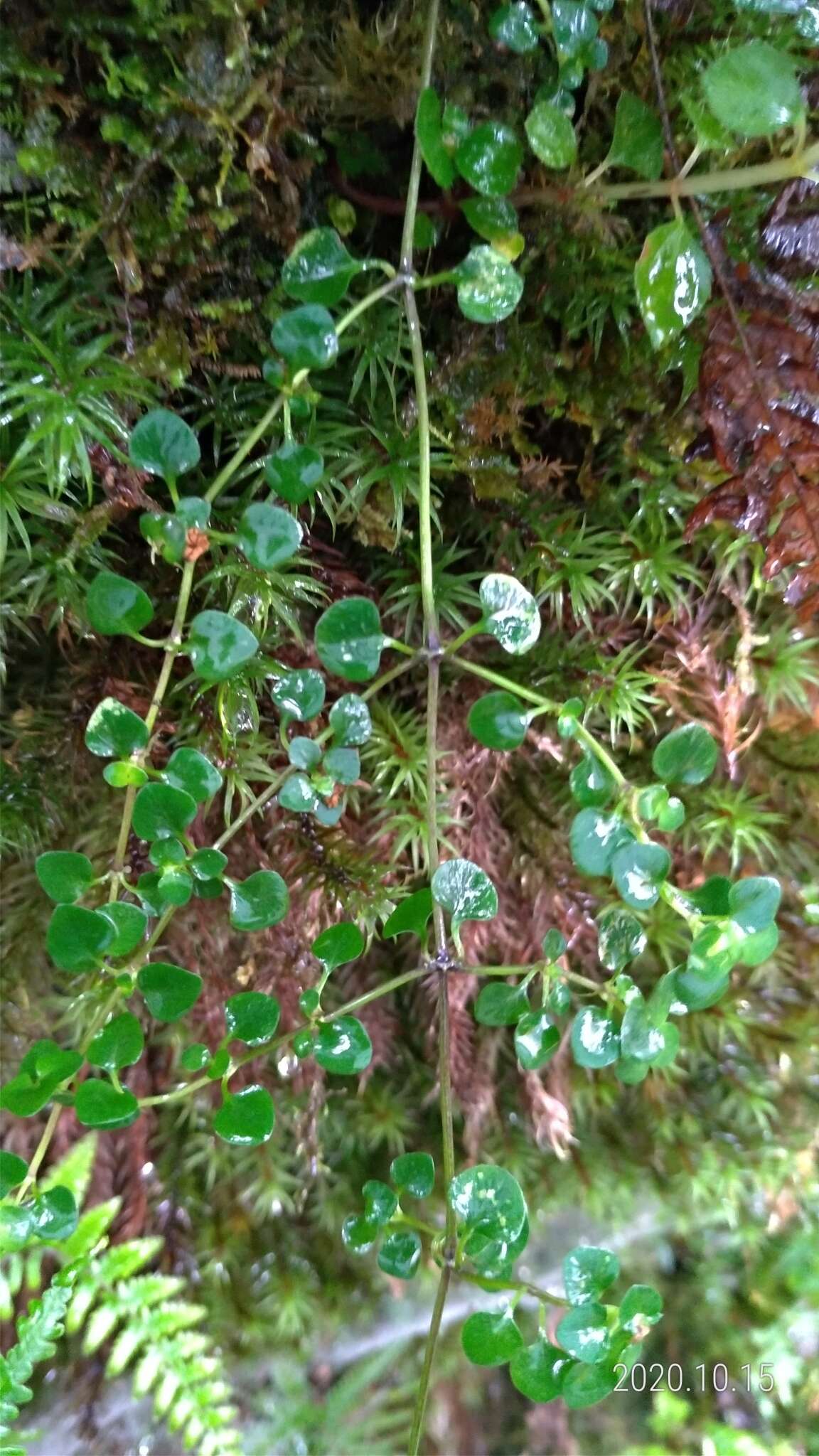 Image of Nertera nigricarpa Hayata