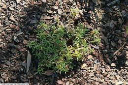 Image of field chickweed