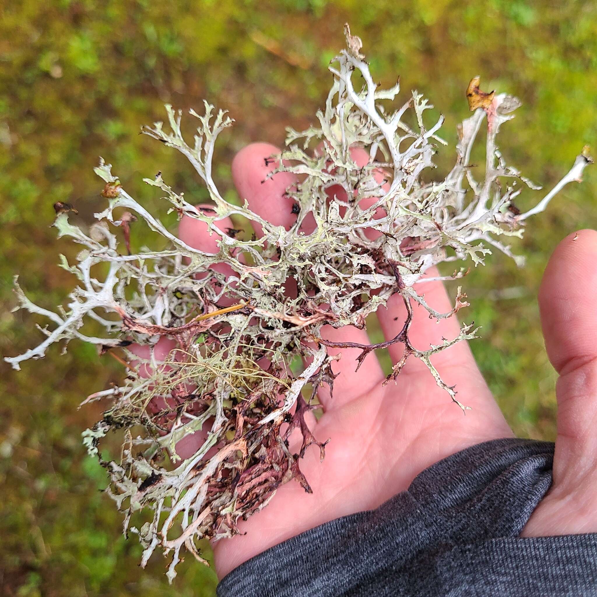 Image of ragged lichen