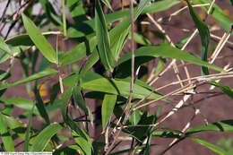 Image of giant cane