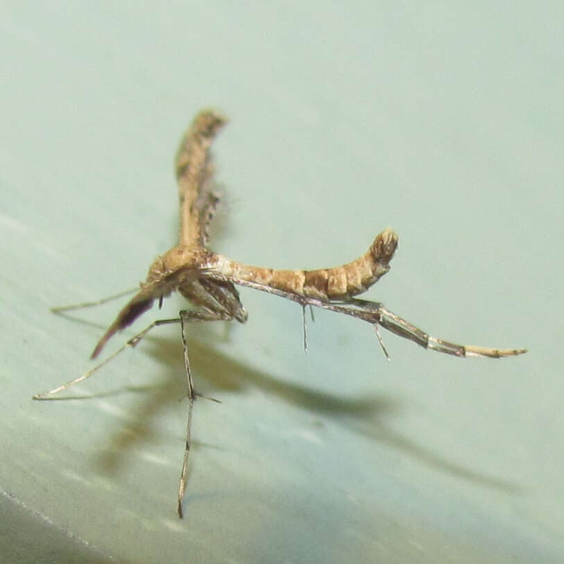 Image of Lantana plume moth