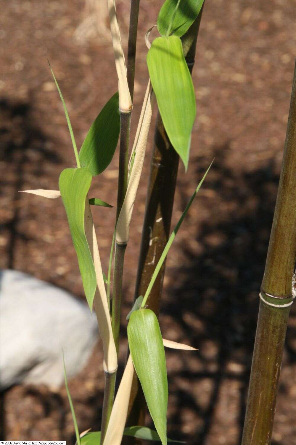 Слика од Arundinaria gigantea (Walter) Muhl.