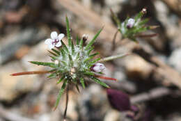 Image of divaricate navarretia