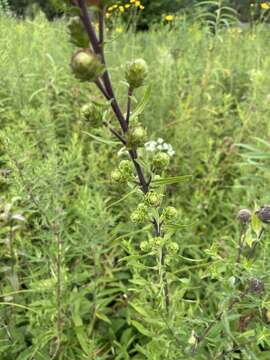 Image of Nieuwland's blazing star