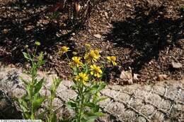 Image of common sneezeweed