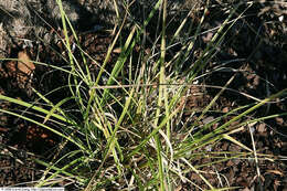 Image of Brown fox sedge