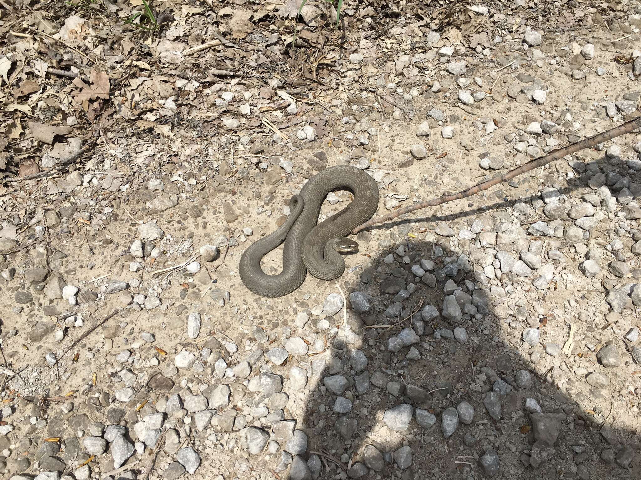 Image of Carolina Water Snake