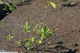 Image of common buttonbush