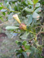 Image of Coyote Brush Stem Gall moth