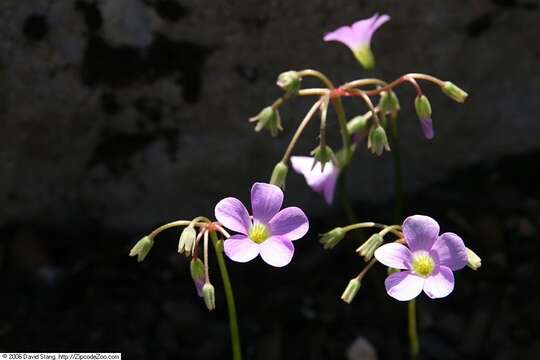 Image of violet woodsorrel