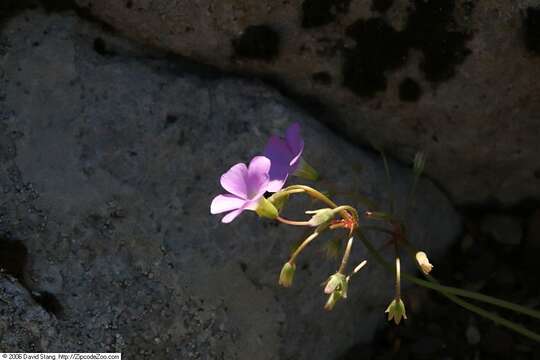 Image of violet woodsorrel