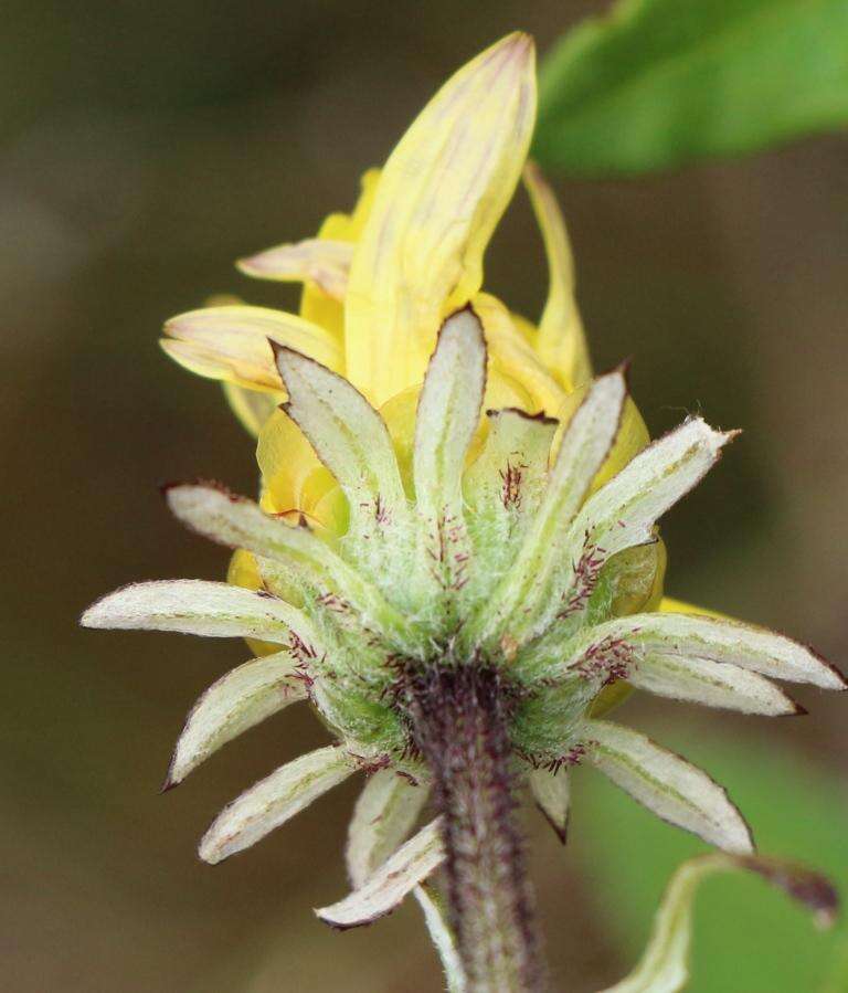 Image of Arctotis scabra Thunb.