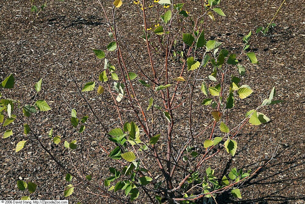 Image of Black Birch