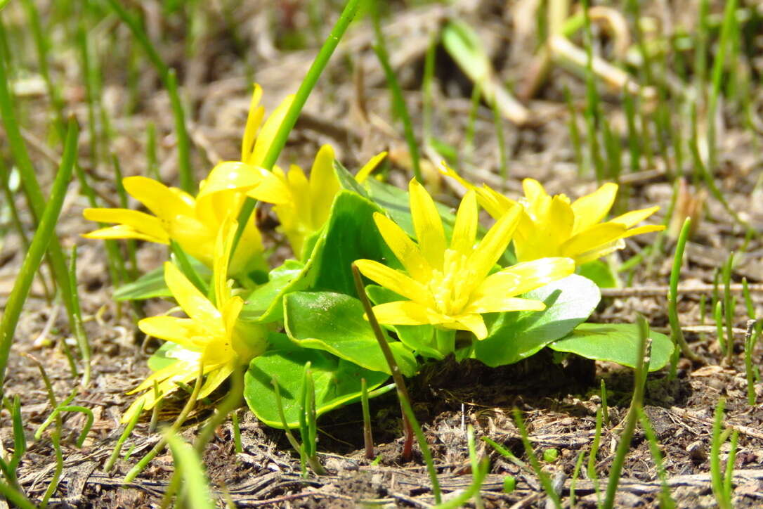 Image of Ficaria kochii (Ledeb.) Iranshahr & Rech. fil.