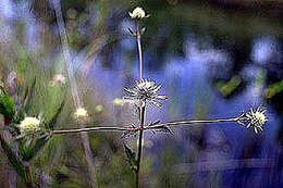 Eryngium integrifolium Walt. resmi