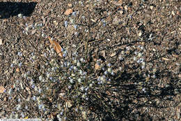 Eryngium integrifolium Walt. resmi