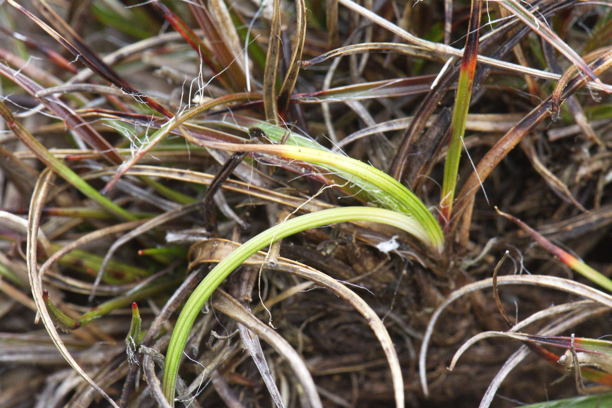 Image of Luzula rufa var. rufa