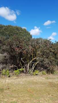 Image of brittleleaf manzanita