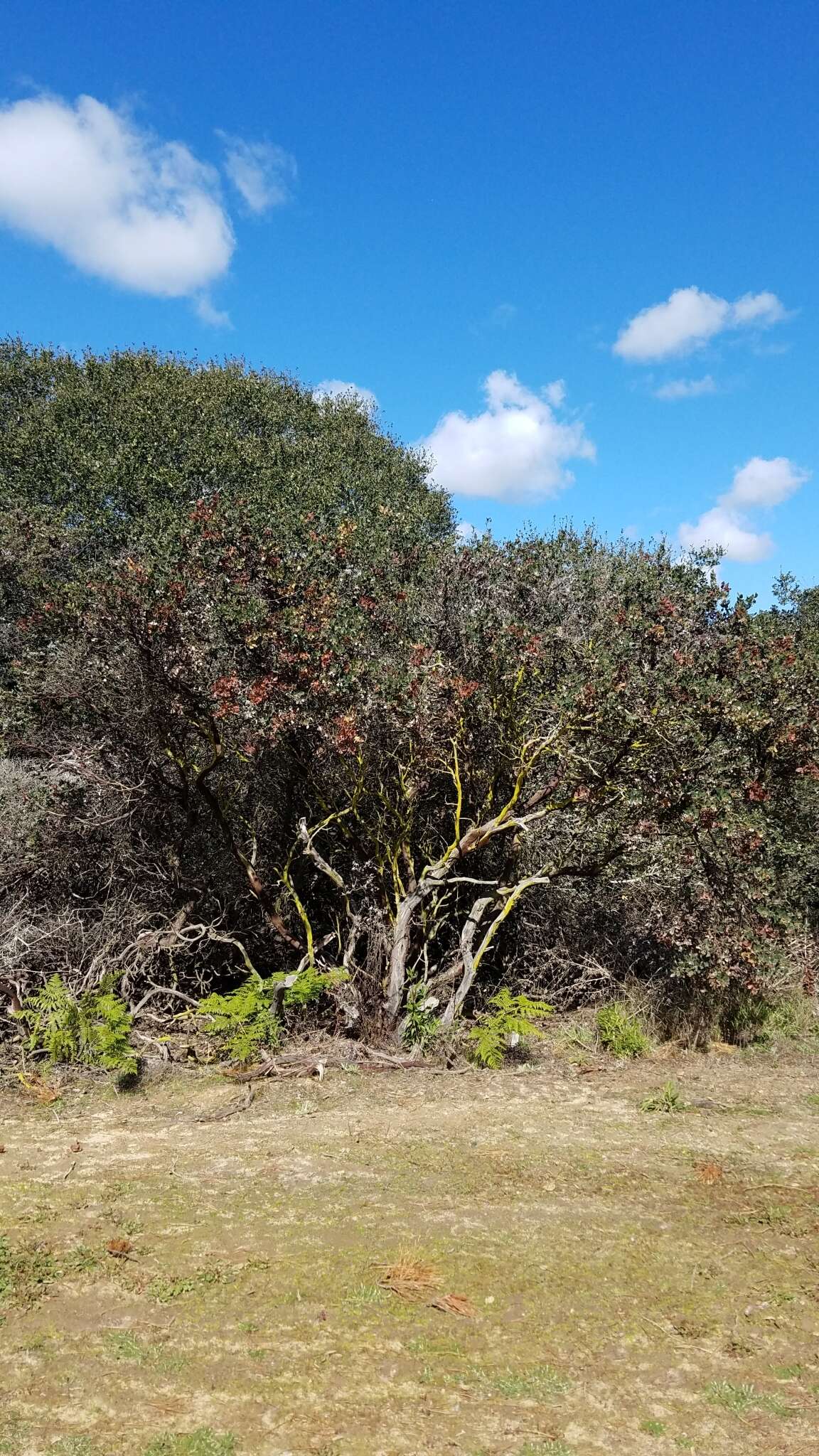 Imagem de Arctostaphylos crustacea subsp. crustacea