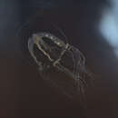 Image of American brackish water medusa