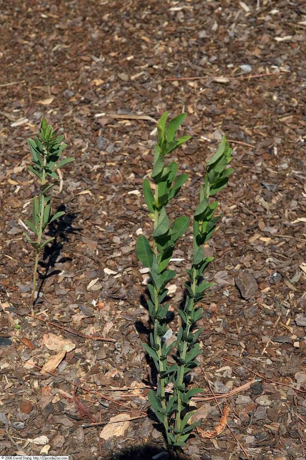 Lespedeza capitata Michx. resmi