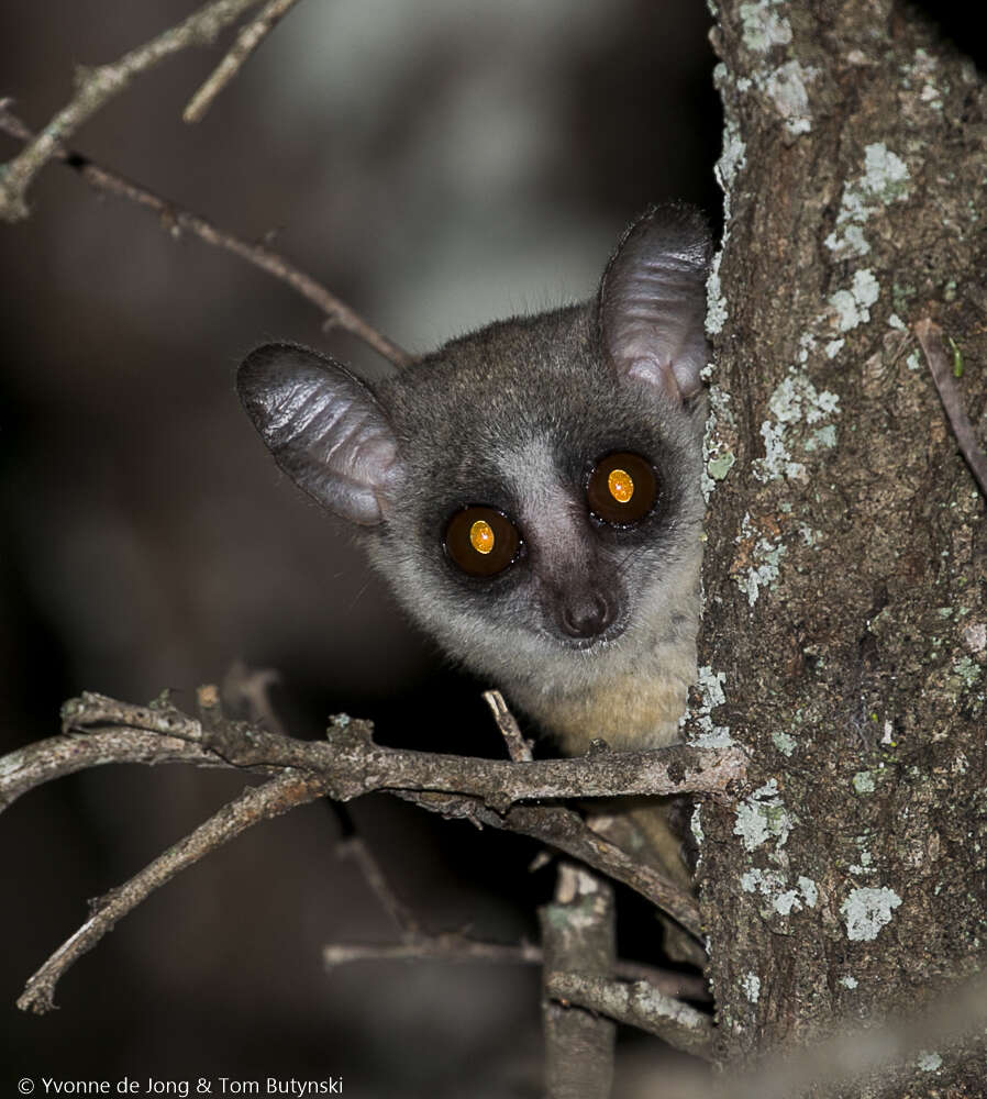 Image of Galago senegalensis braccatus Elliot 1907