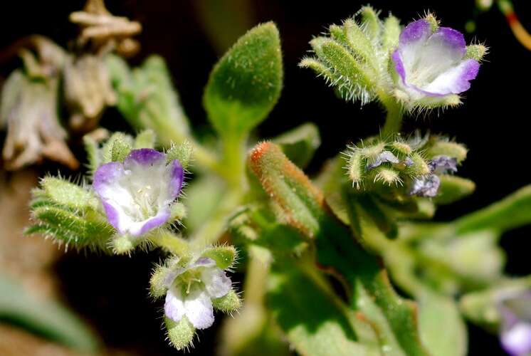 Phacelia curvipes Torr. ex S. Wats.的圖片