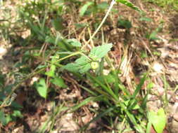 Image of roadside croton