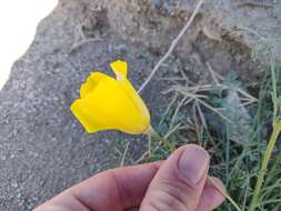 Imagem de Eschscholzia papastillii Still