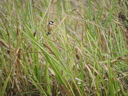 صورة Sporophila torqueola torqueola (Bonaparte 1850)