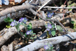 Phacelia davidsonii A. Gray resmi