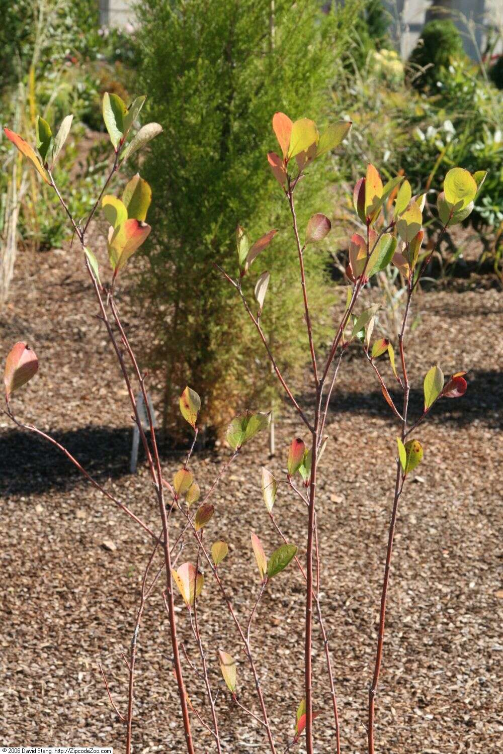 Image of Black Chokeberry