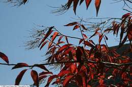 Image de Oxydendrum