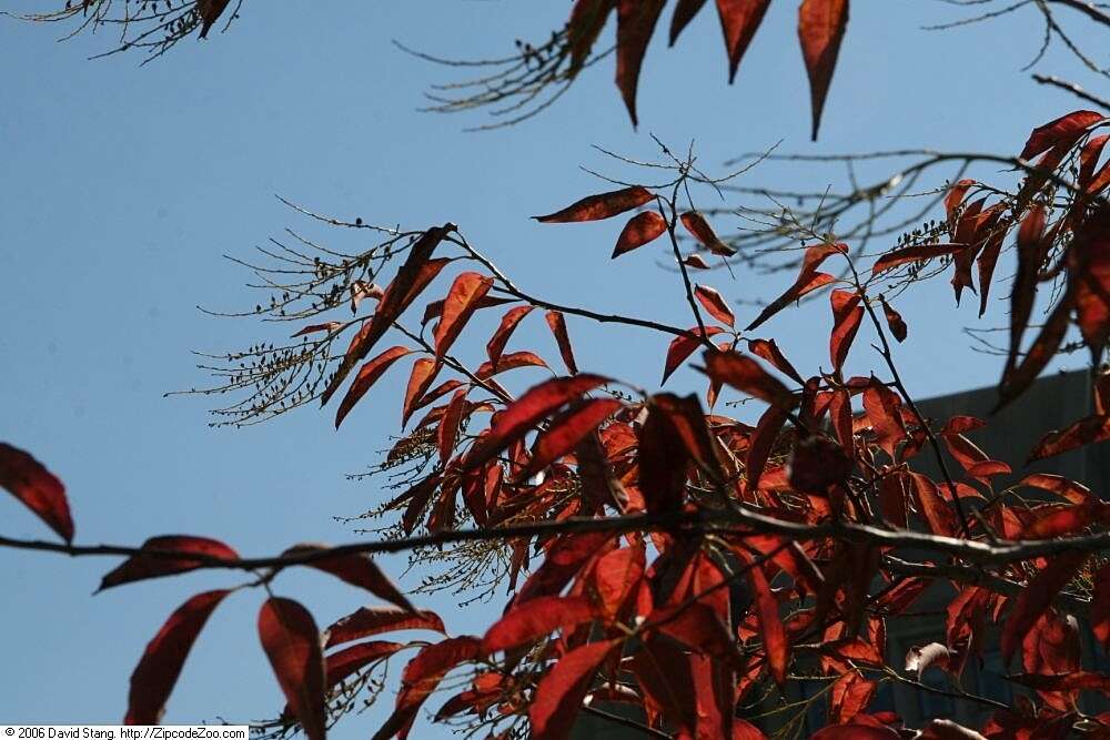 Image de Oxydendrum